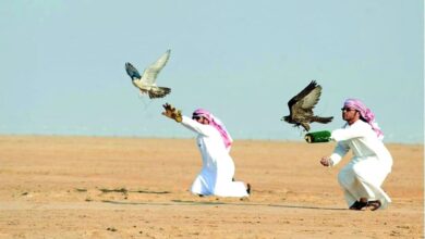 صقر سعودي يتدرب خلال فعالية نادي الصقور السعودي لعام 2025، ضمن برامج الحفاظ على التراث السعودي للصيد والصقور.