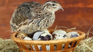 طائر السمان في مزرعة صغيرة في السعودية