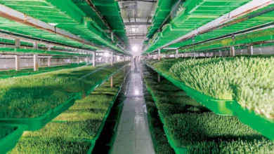 صورة توضح أنواع الأعلاف المستخدمة في السعودية لتغذية الإبل والغنم الحري والنعيمي والطلي داخل المزارع وحراج الأنعام.