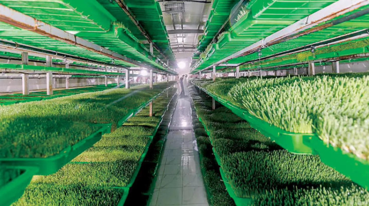 صورة توضح أنواع الأعلاف المستخدمة في السعودية لتغذية الإبل والغنم الحري والنعيمي والطلي داخل المزارع وحراج الأنعام.