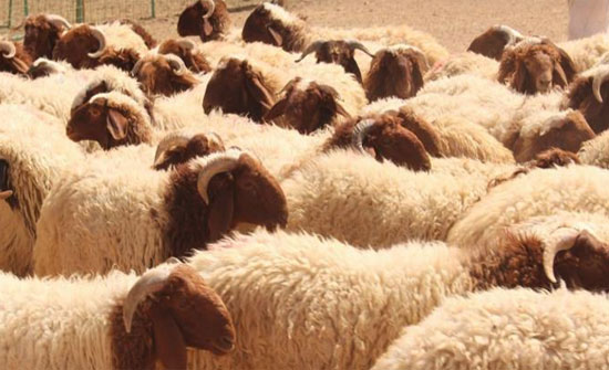 مجموعة من الخراف ترعى في مزرعة سعودية تعكس تطور تربية المواشي وجهود دعم المربين في تحقيق الاكتفاء الذاتي.