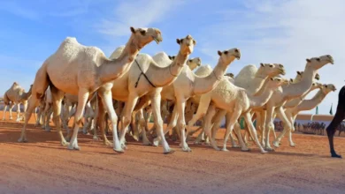جمال عربية أصيلة تشارك في مهرجان الملك عبدالعزيز للإبل ضمن فعاليات التراث السعودي التي تجمع بين مربي الإبل والصقارين.