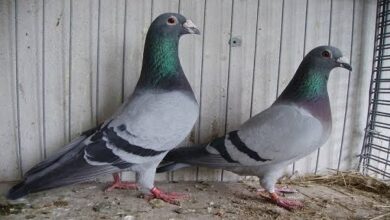 صورة لحمام زاجل يشارك في سباق ضمن فعالية تراثية في السعودية تجمع بين الأصالة والمنافسة الحديثة