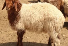 نعيمي يرعى في منطقة نجد بالسعودية، يرمز إلى جودة المواشي والأصالة في تربية الإبل والمواشي السعودية.