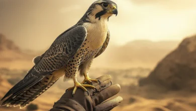 صقر يقف على يد مدربه خلال فعالية مشتركة بين نادي الصقور السعودي ومهرجان الملك عبدالعزيز للإبل، تجسيدًا لتراث الصقارة والإبل في السعودية.