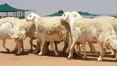 قطيع من الأغنام النعيمية والحري في صحراء نجد السعودية، يرمز إلى التراث الأصيل وتطور تربية المواشي في المملكة