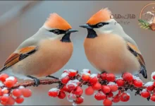 طيور الزينة المنتشرة في السعودية - تعرف على أشهر الأنواع