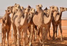 جمال عربية تمشي في صحراء واسعة تعكس تراث المملكة وثقافة تربية الإبل في بيئتها الطبيعية.