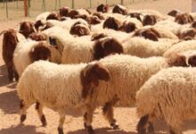 صورة توضح أنواع المواشي في السعودية مثل الإبل، الغنم الحري، النعيمي، والطلي داخل سوق الأنعام