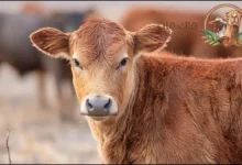 العجل البلدي في السعودية: تربية وبيع وشراء المواشي